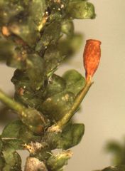 Neckera laevigata