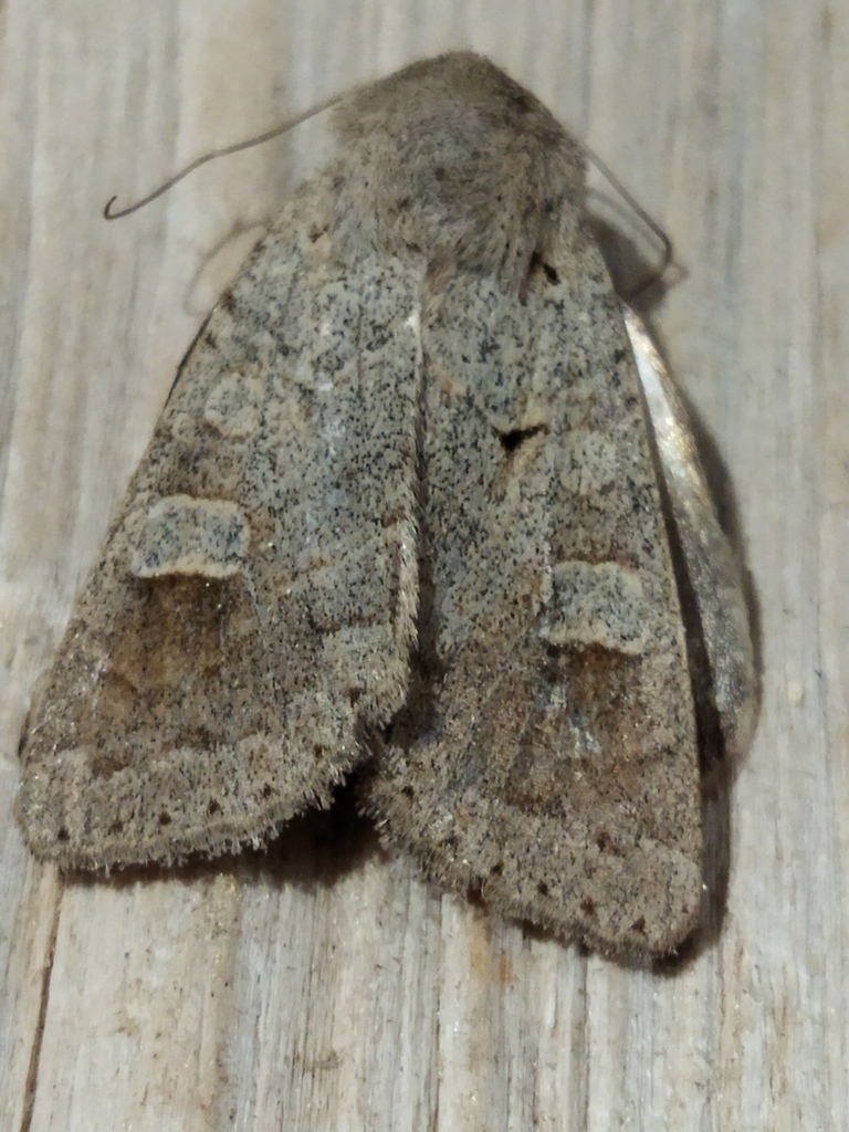 Ammoconia caecimacula