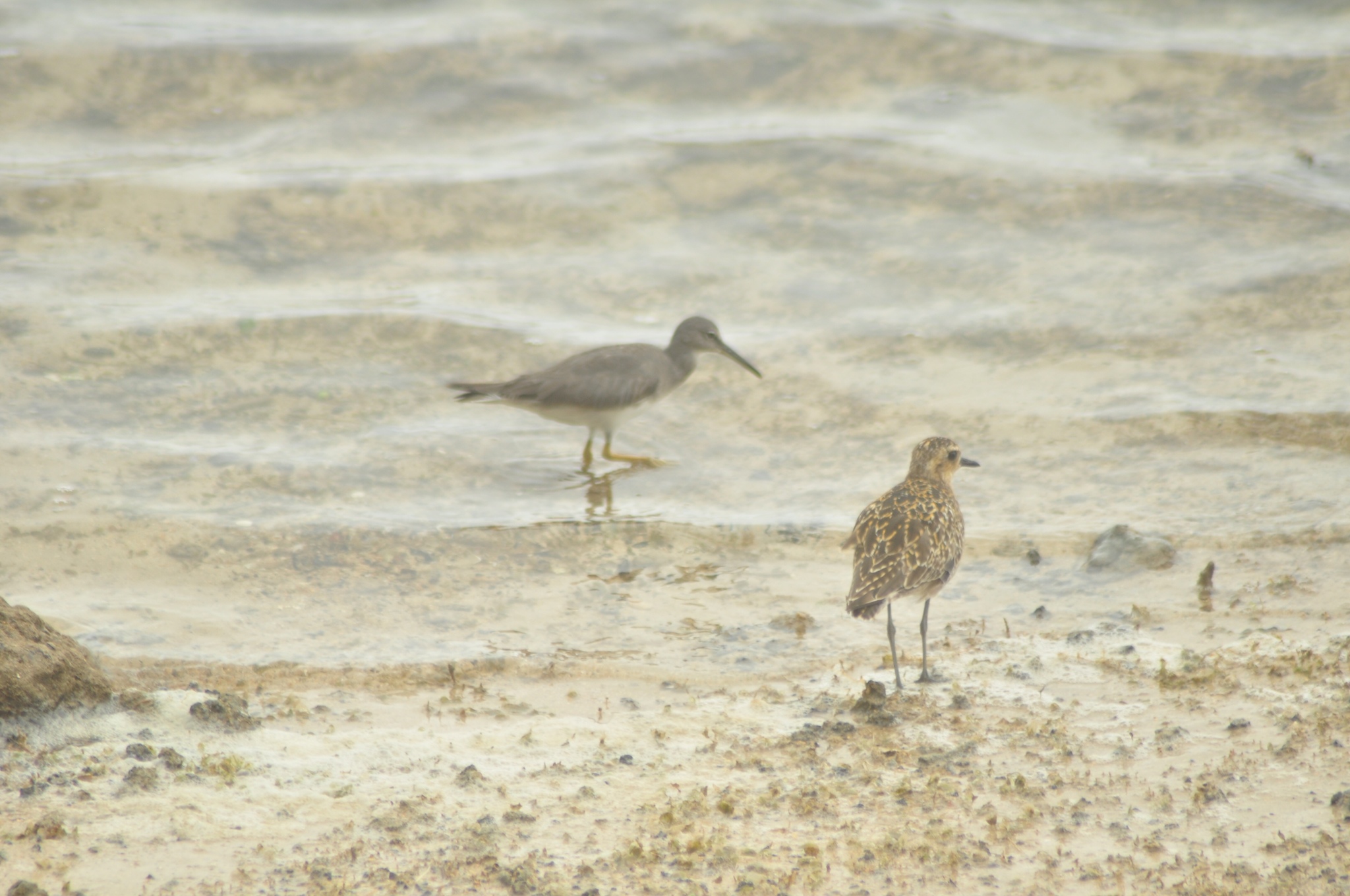Wandering Tattler