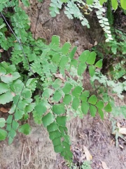 Adiantum amplum