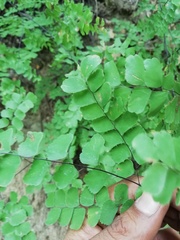 Adiantum amplum