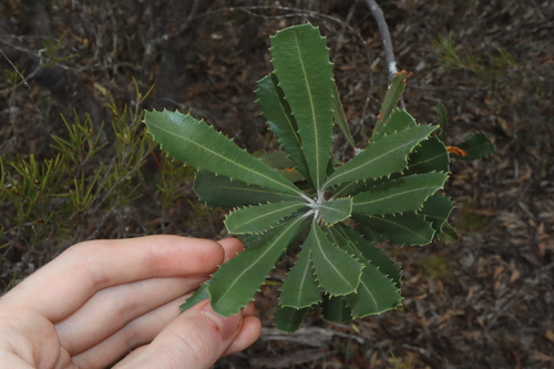 Image of Banksia media by (c) Thomas Mesaglio, some rights reserved (CC BY)