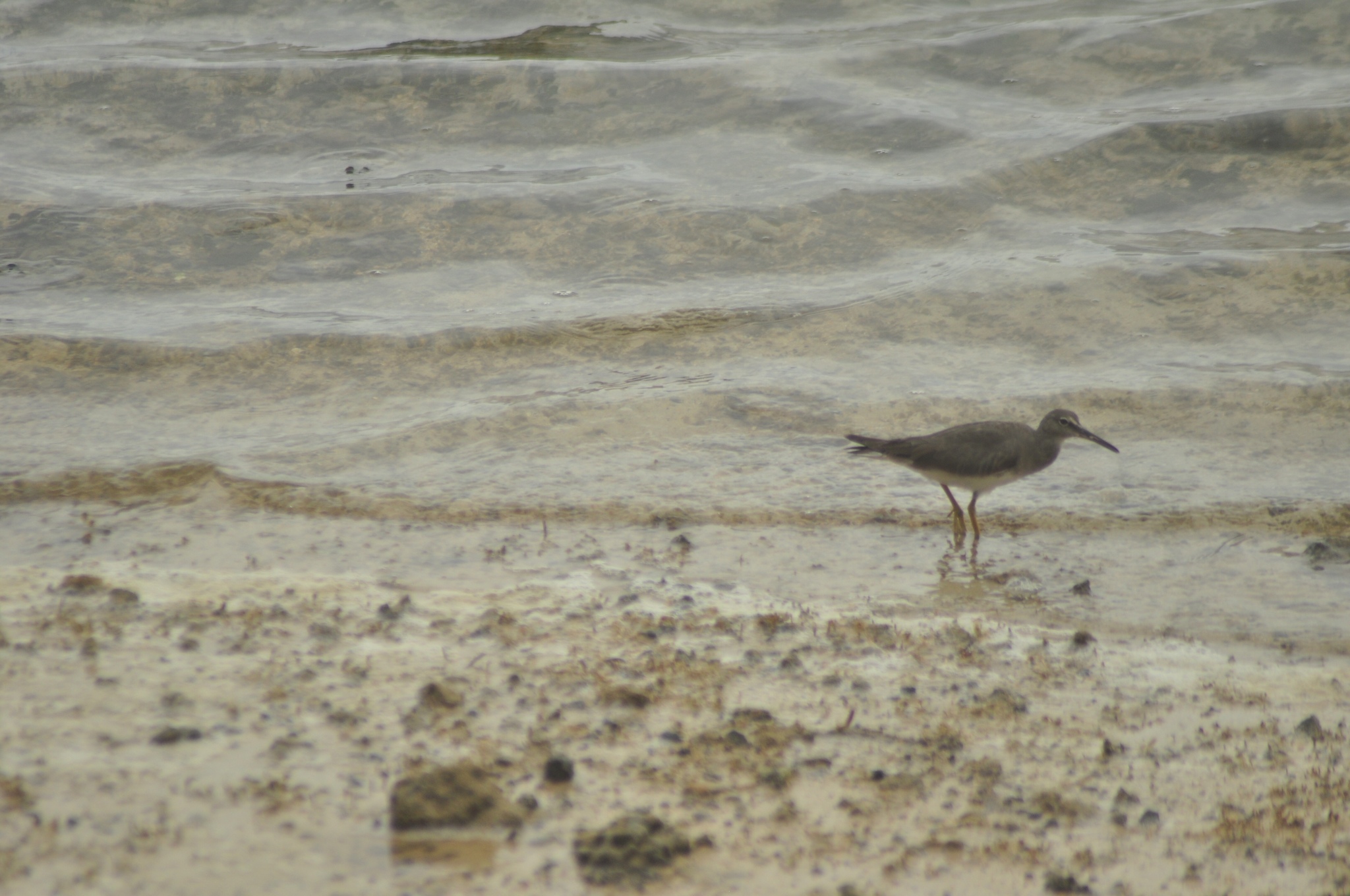 Wandering Tattler