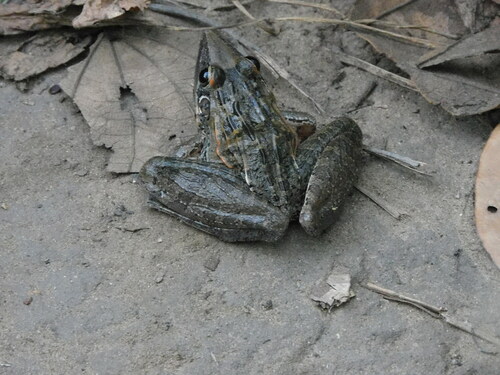 Sharp-nosed ridged frog