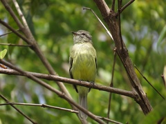 Myiopagis gaimardii