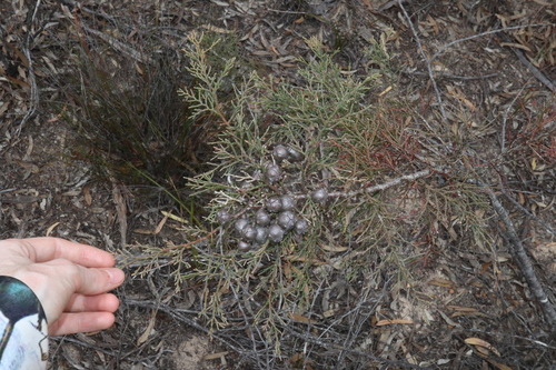 Image of Callitris roei by (c) Thomas Mesaglio, some rights reserved (CC BY)