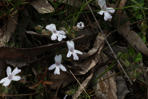 Image of Hemiandra pungens by (c) Greg Tasney, some rights reserved (CC BY-SA)