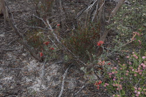 Image of Grevillea huegelii by (c) Thomas Mesaglio, some rights reserved (CC BY)