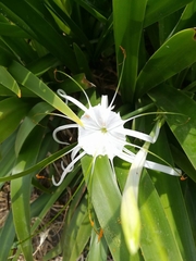 Hymenocallis acutifolia