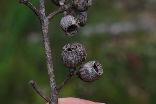 Image of Eucalyptus patens by (c) Greg Tasney, some rights reserved (CC BY-SA)