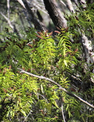 Veronica ligustrifolia