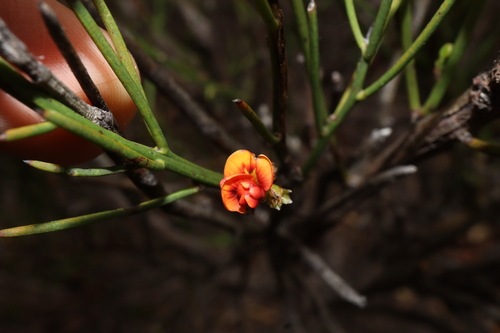 Daviesia nematophylla, 2023-10-21