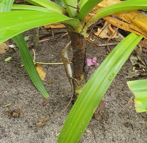 Indian Garden Lizard — seen at this dive site