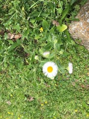Erigeron strigosus strigosus
