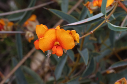 Image of Gastrolobium calycinum by (c) Greg Tasney, some rights reserved (CC BY-SA)