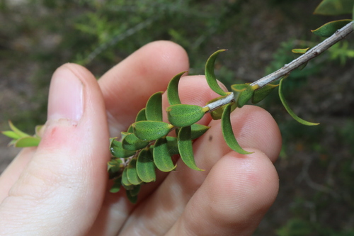 Image of Melaleuca acuminata by (c) Thomas Mesaglio, some rights reserved (CC BY)