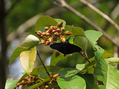 Pyrrhopyge phidias