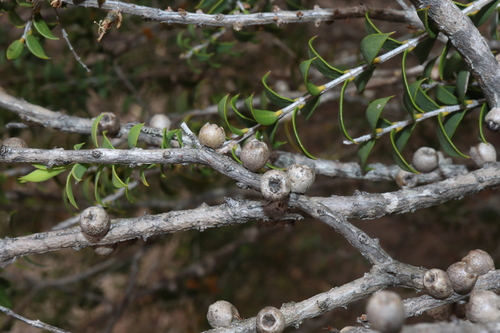 Image of Melaleuca acuminata by (c) Thomas Mesaglio, some rights reserved (CC BY)