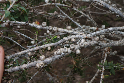 Image of Melaleuca acuminata by (c) Thomas Mesaglio, some rights reserved (CC BY)