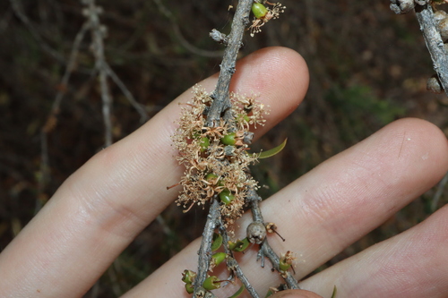 Image of Melaleuca acuminata by (c) Thomas Mesaglio, some rights reserved (CC BY)