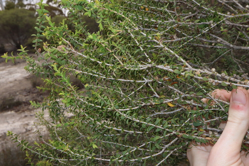 Image of Melaleuca acuminata by (c) Thomas Mesaglio, some rights reserved (CC BY)