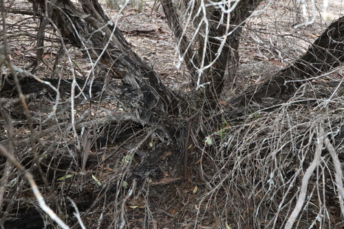 Image of Melaleuca acuminata by (c) Thomas Mesaglio, some rights reserved (CC BY)