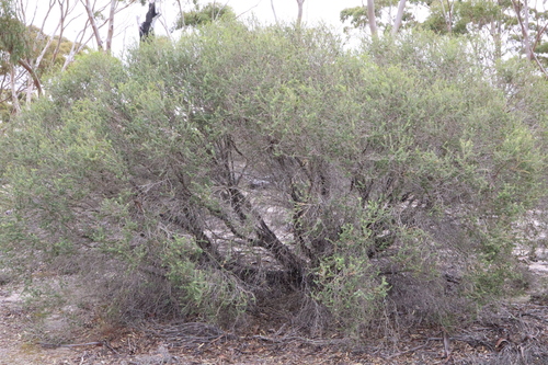 Image of Melaleuca acuminata by (c) Thomas Mesaglio, some rights reserved (CC BY)