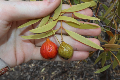 Image of Desert Quandong (Santalum acuminatum) by (c) Thomas Mesaglio, some rights reserved (CC BY)