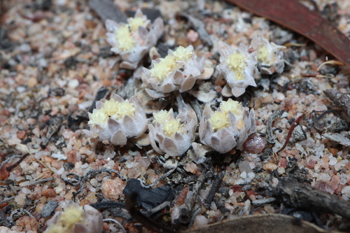 Image of Flannel Cudweed (Actinobole uliginosum) by (c) Thomas Mesaglio, some rights reserved (CC BY)
