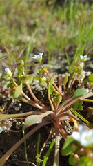 Claytonia parviflora