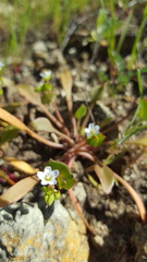 Claytonia parviflora