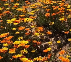 Dimorphotheca sinuata