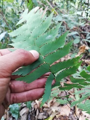 Adiantum trapeziforme