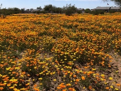 Dimorphotheca sinuata