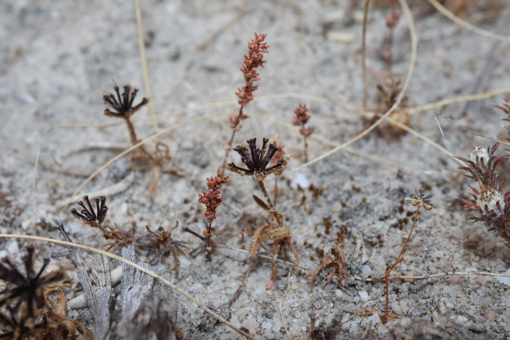 Crassula extrorsa