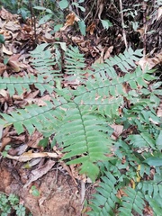 Adiantum trapeziforme