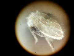 Psychodidae