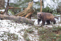 Wolverine photo 2
