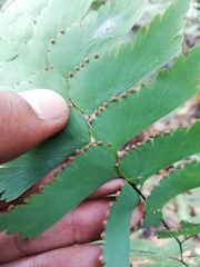 Adiantum trapeziforme