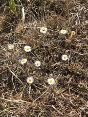 Erigeron pubescens