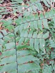 Adiantum trapeziforme
