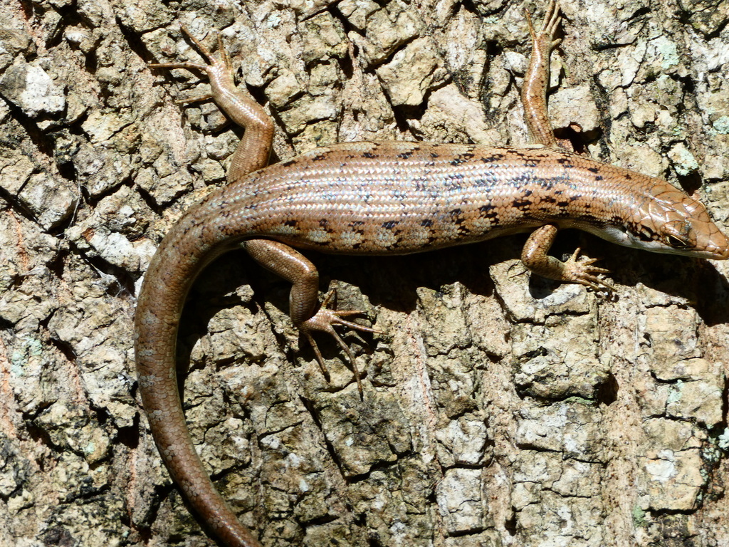 Green-Bellied Tree Skink