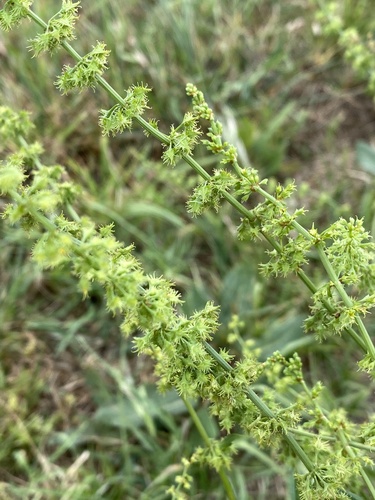 Rumex brownii