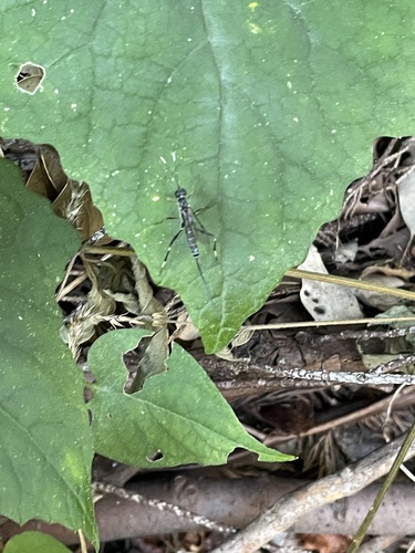 Eugalta