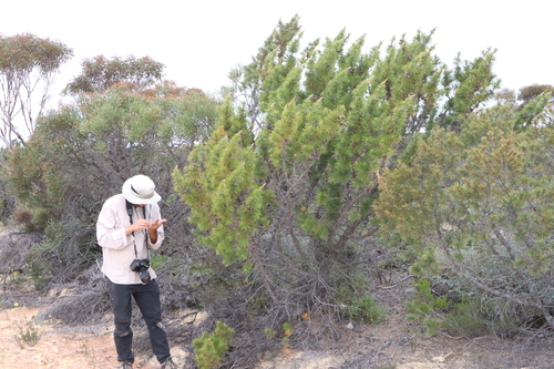 Allocasuarina pinaster (Allocasuarina pinaster)