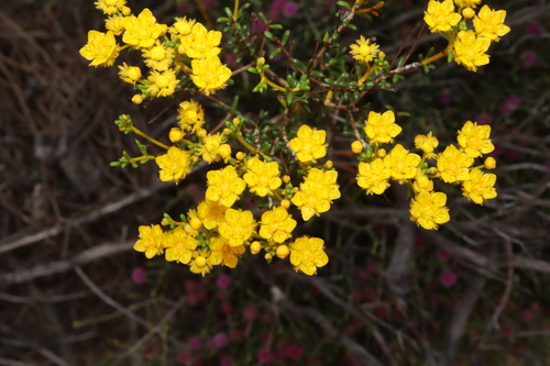 Verticordia integra