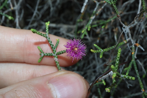 Image of Melaleuca micrantha by (c) Thomas Mesaglio, some rights reserved (CC BY)