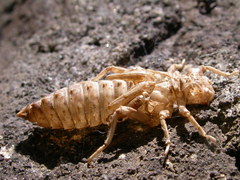 Ophiogomphus colubrinus