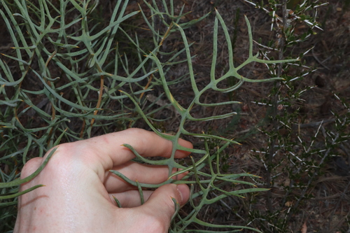 Image of Banksia pteridifolia by (c) Thomas Mesaglio, some rights reserved (CC BY)