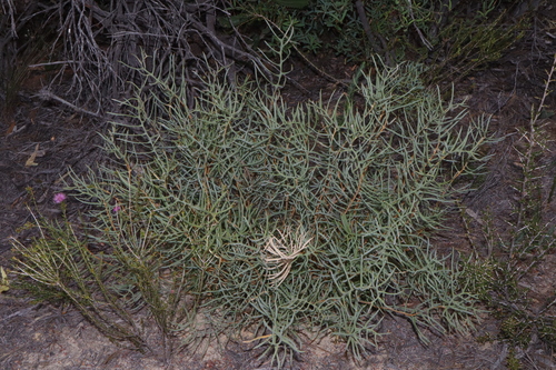 Image of Banksia pteridifolia by (c) Thomas Mesaglio, some rights reserved (CC BY)